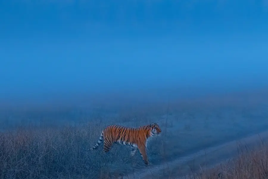 best tiger safari in india, india safari
