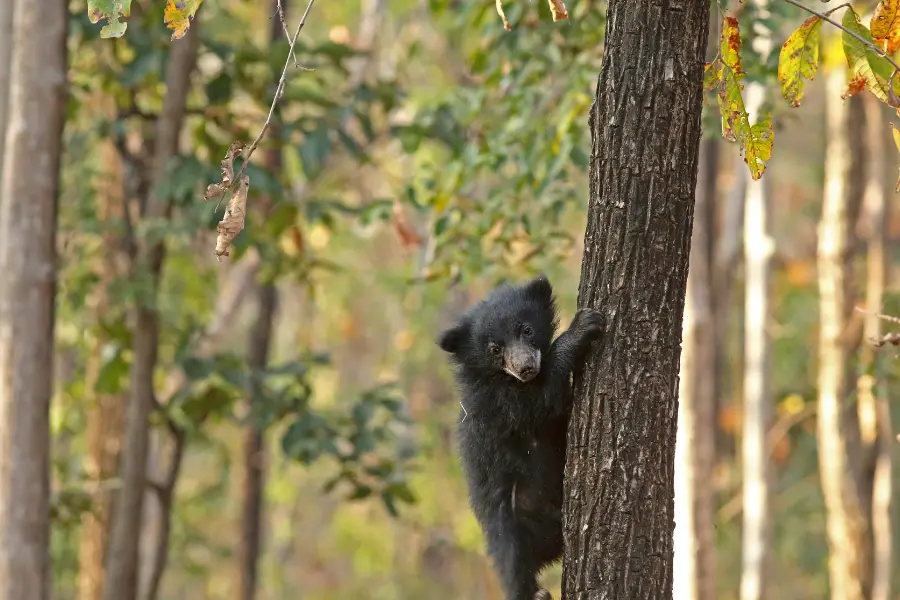 wildlife tours india, best safaris in india