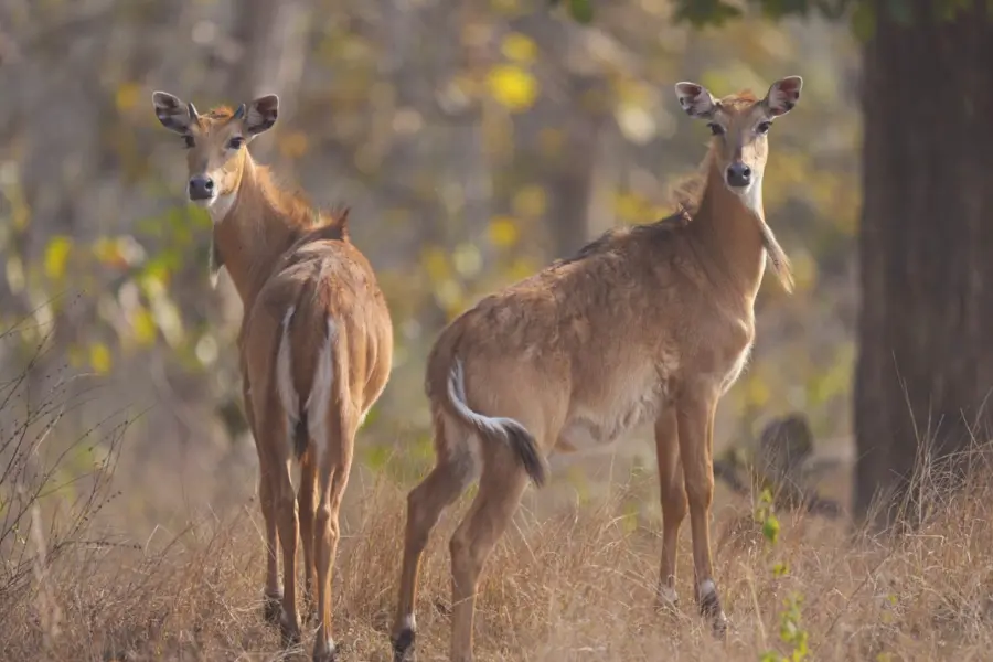 India safari tours