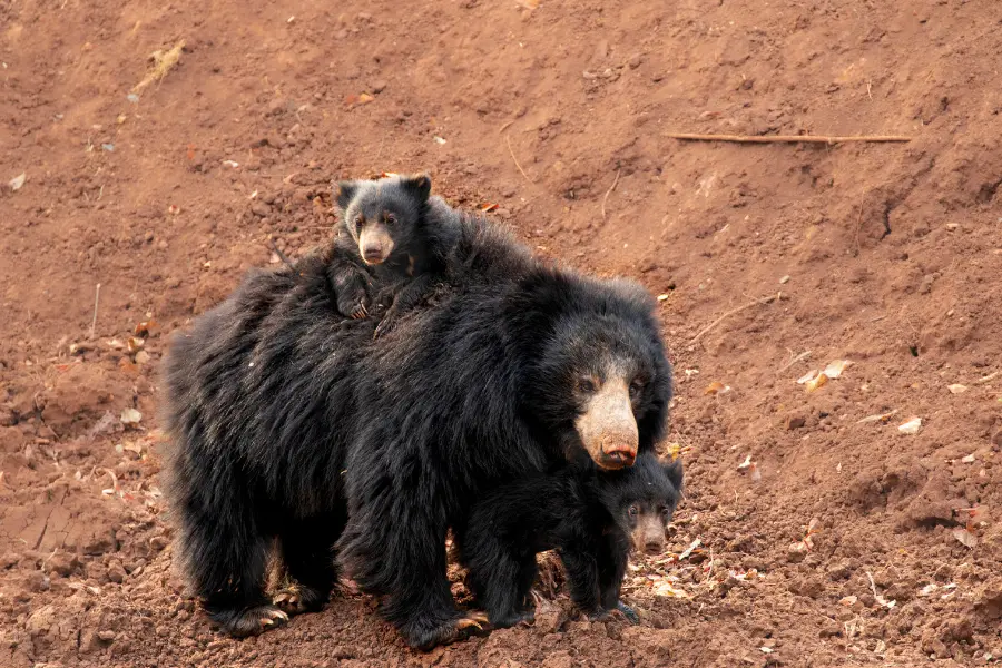 wildlife tours india, best safaris in india