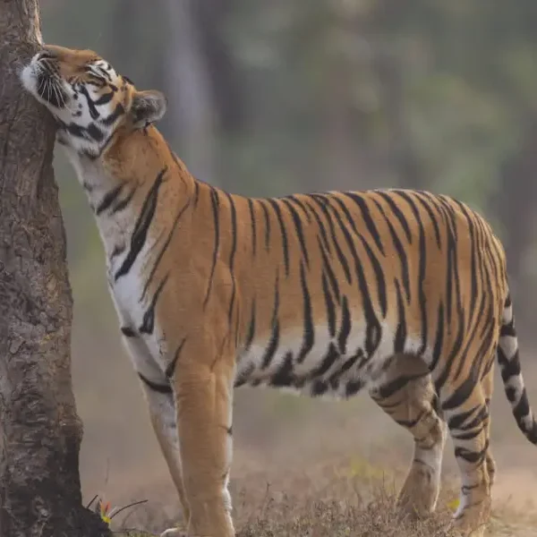 Tigers Unlimited