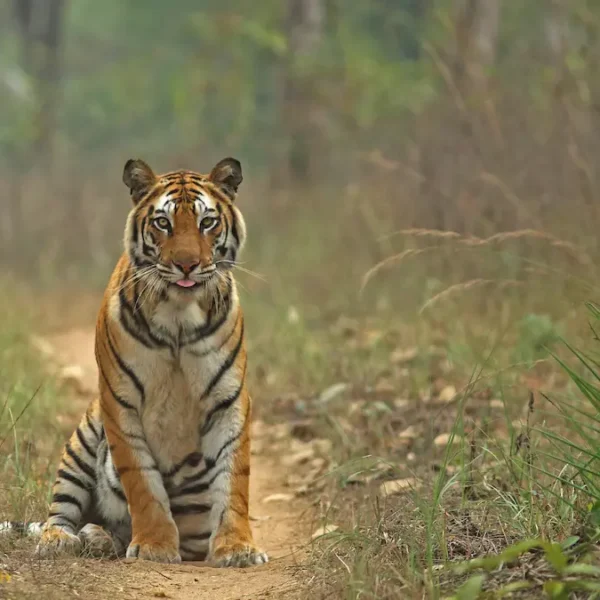 Temples & Tigers: A Soulful India Safari Experience