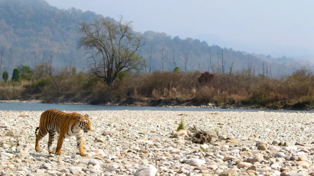 A tiger roaming alone searching for prey.