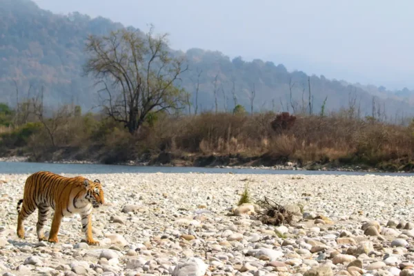 India Tiger Safari & Taj Mahal Tour: A Royal Journey