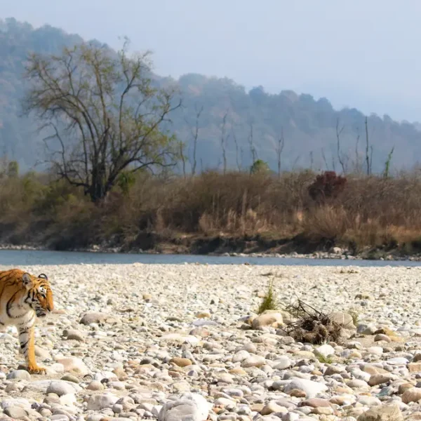 India Tiger Safari & Taj Mahal Tour: A Royal Journey