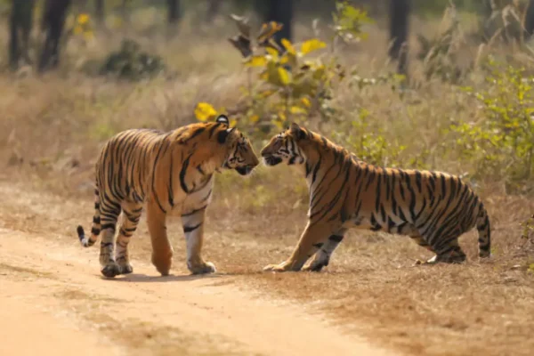 How to Choose the Right Tiger Safari in India
