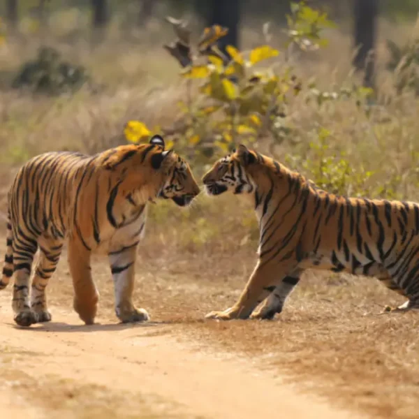 How to Choose the Right Tiger Safari in India