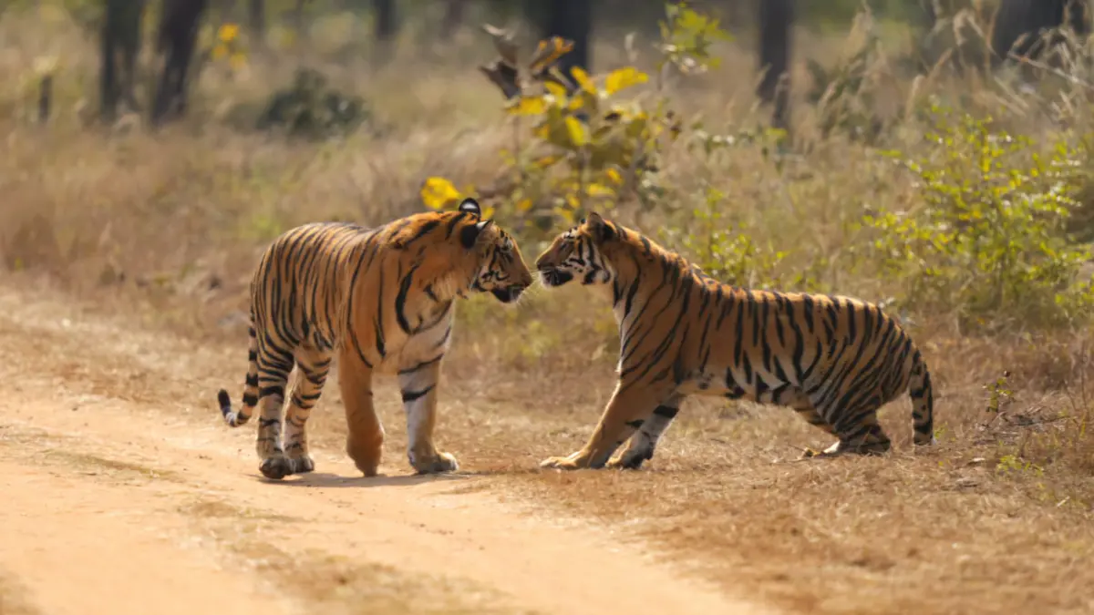 You are currently viewing How to Choose the Right Tiger Safari in India