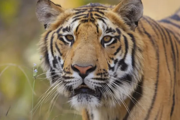 Best Time for a Tiger Safari in India: Seasons, Climate, and Tips