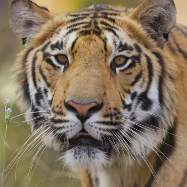 Best Time for a Tiger Safari in India: Seasons, Climate, and Tips