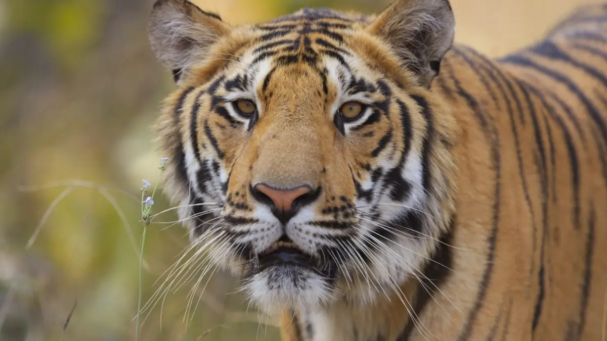You are currently viewing Best Time for a Tiger Safari in India: Seasons, Climate, and Tips
