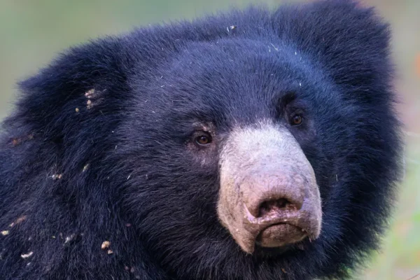 Walking in the Steps of Sloth Bears: India’s Hidden Wildlife Gem