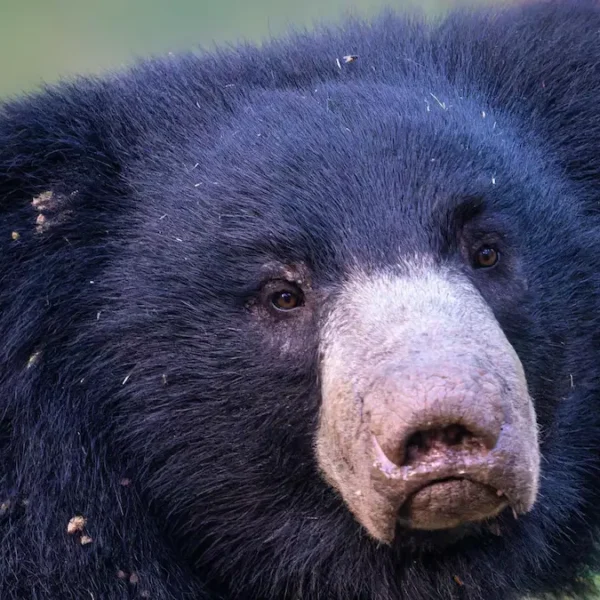 Walking in the Steps of Sloth Bears: India’s Hidden Wildlife Gem