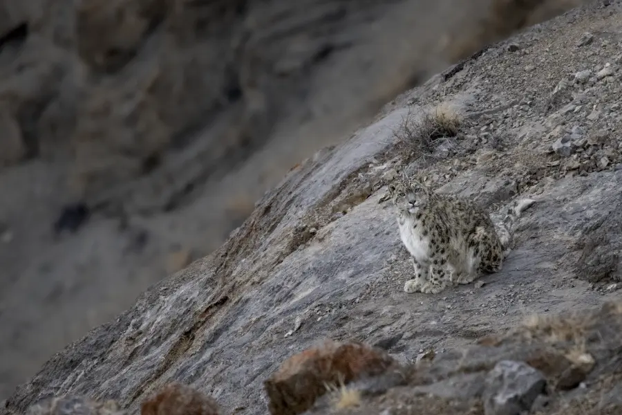 snow leopard perched on a rock.