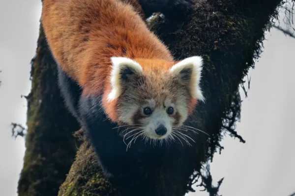 The Secret Life of the Red Panda: Exploring Singalila National Park