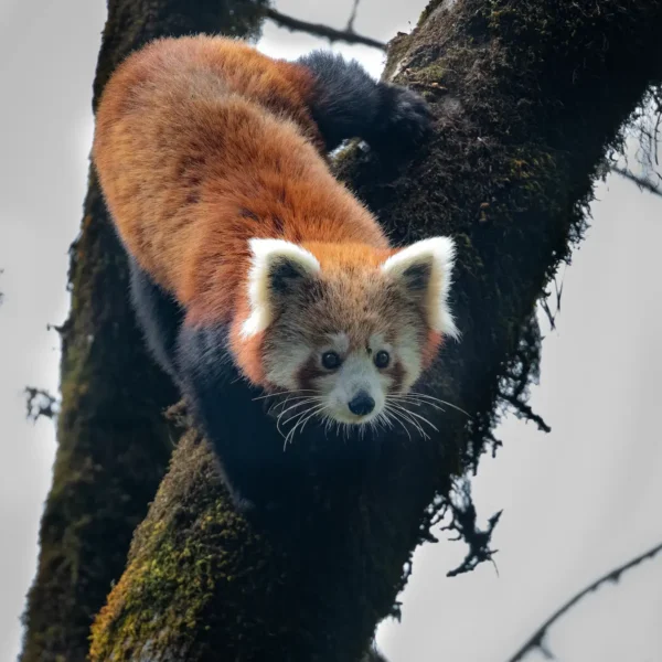 The Secret Life of the Red Panda: Exploring Singalila National Park