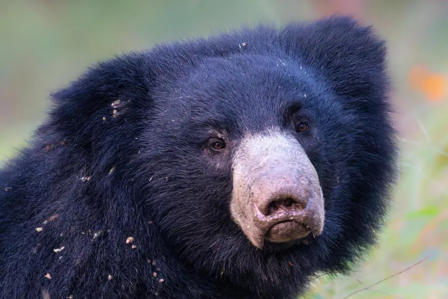 A sloth bear staring at the camera.