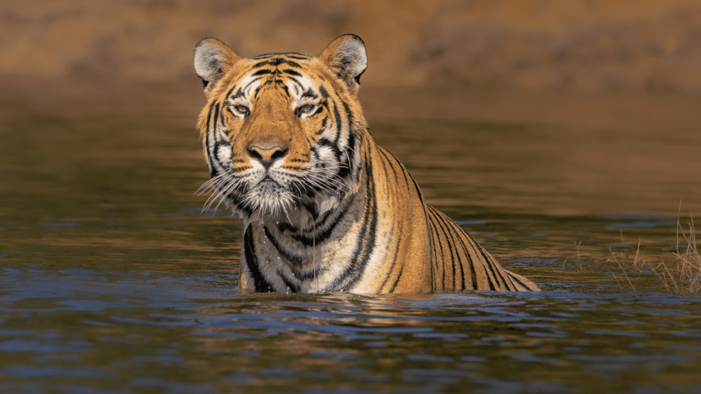 A tiger staring at the camera.