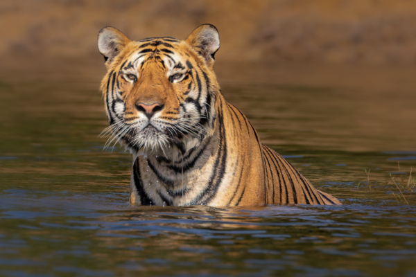 India’s Big Cats: Planning Your Ultimate Tiger Safari