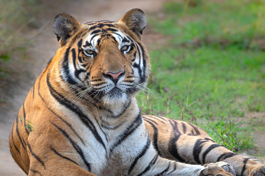 A tiger staring at the camera.