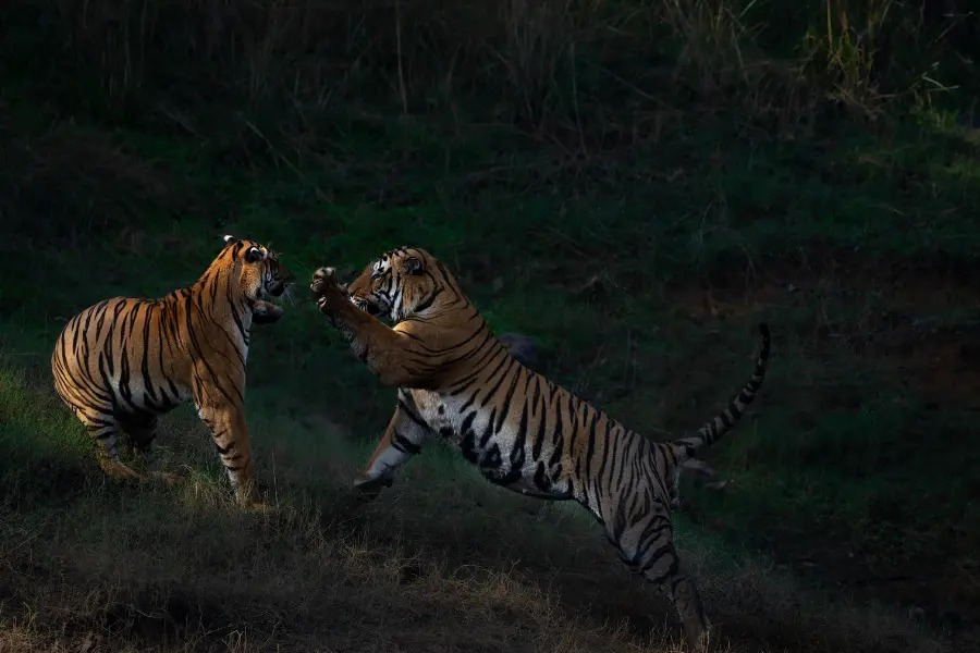 2 tigers fighjting in the wild.