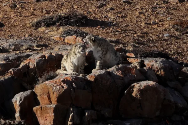 Tracking the Elusive Snow Leopard: Secrets of Spiti Valley