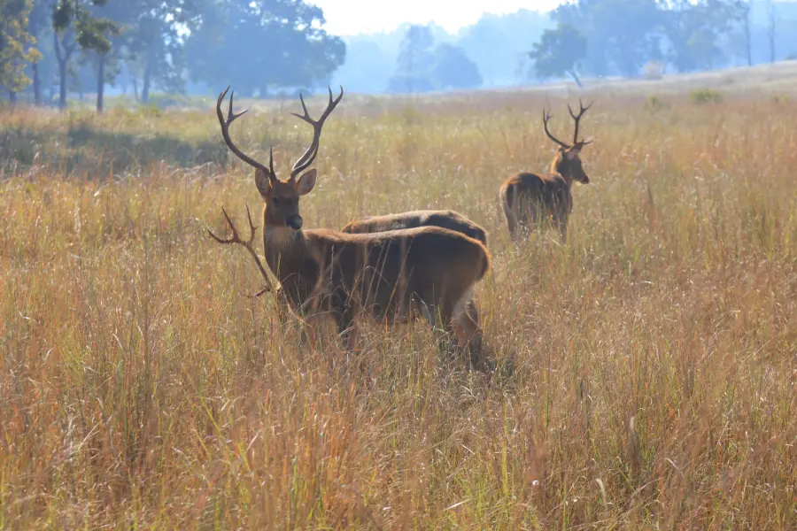 India Tiger Safari