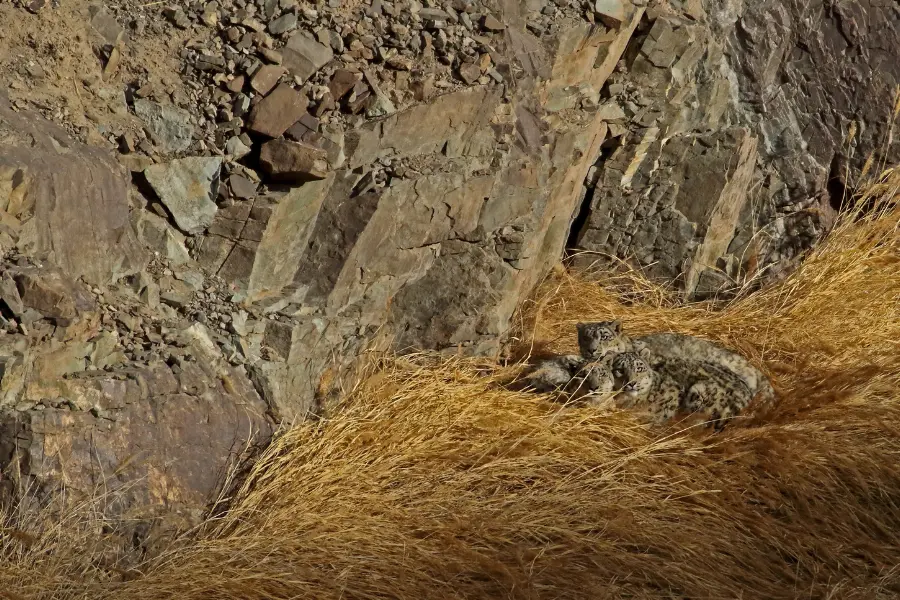 Ladakh Wildlife Tours