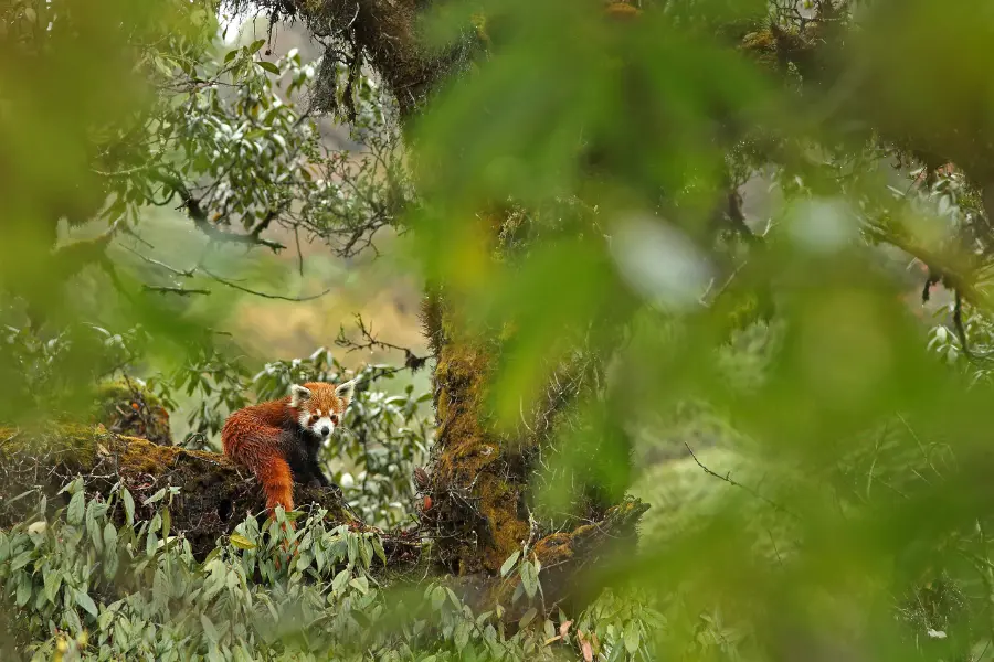 A red panda sitting on a snow-covered tree, looking down toward the ground amidst a serene winter forest