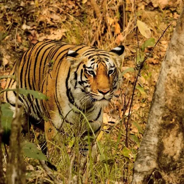 Big Cats Of India Expedition