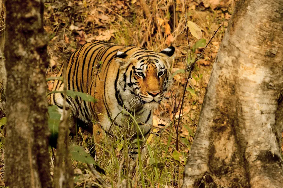 India Tiger Safari