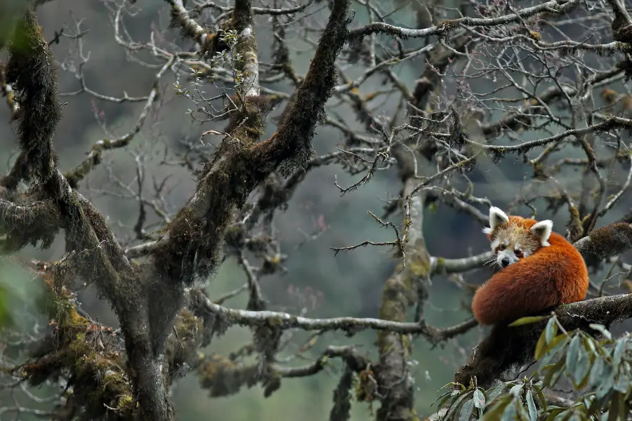 A red panda sitting on a snow-covered high-altitude tree, turning its head to look back as the photographer captures the perfect moment.