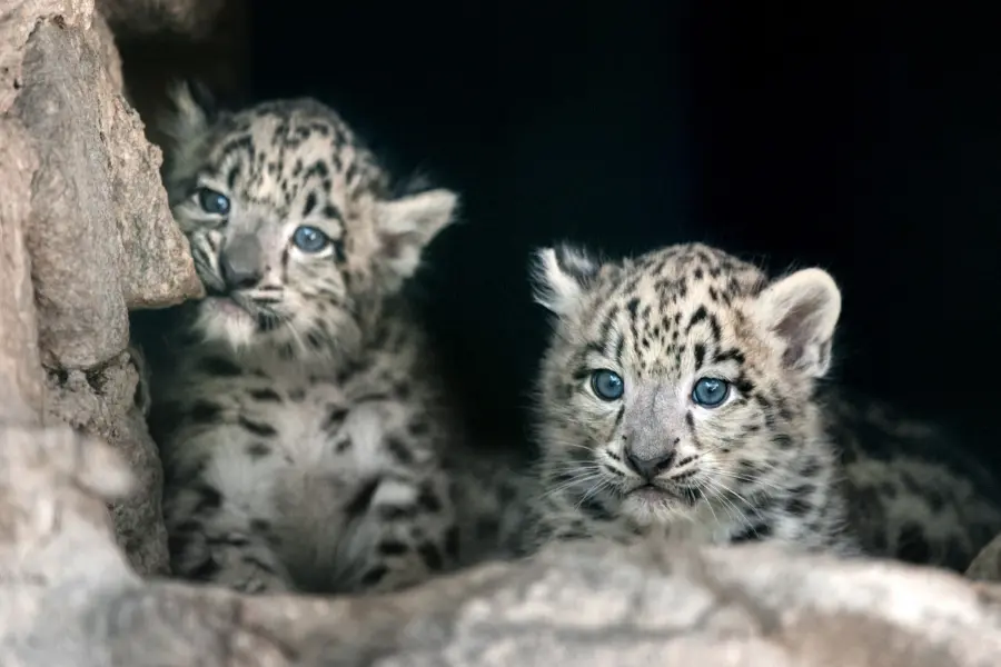 Snow Leopard Expedition