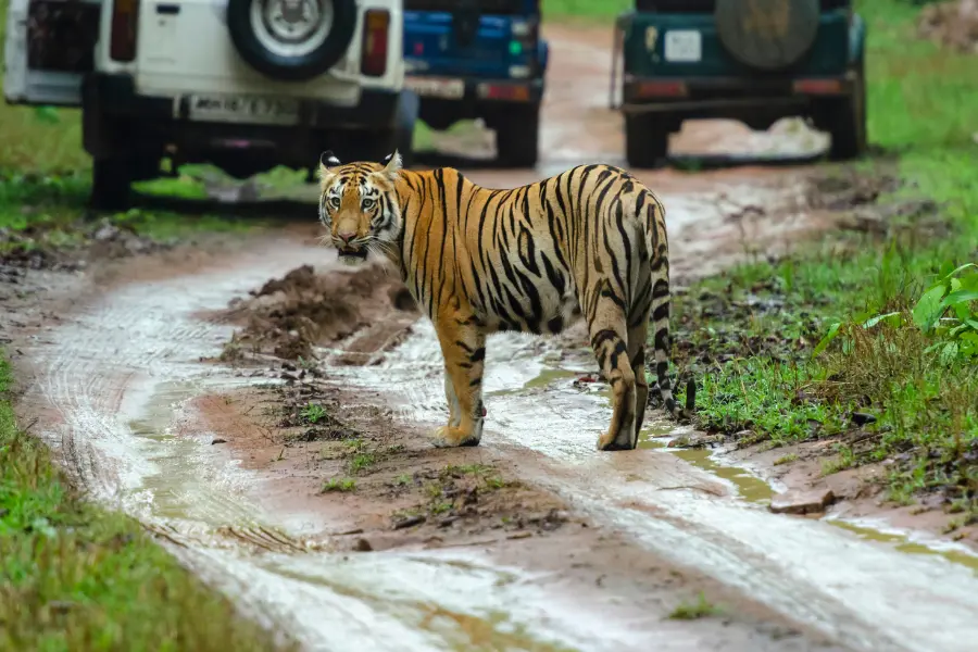 India Tiger Safari