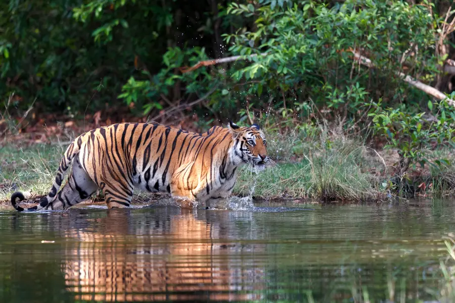 India Tiger Safari