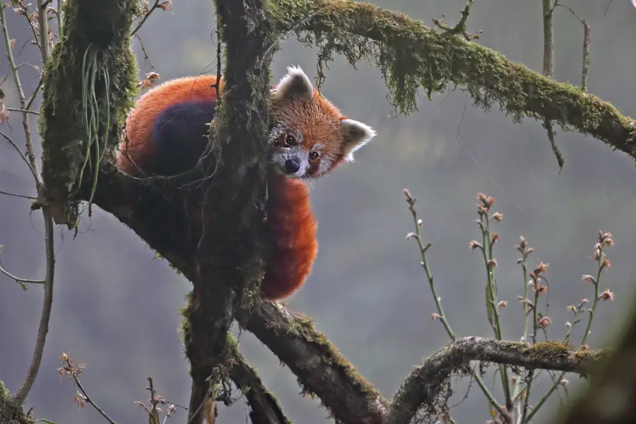 A red panda sitting on a tree, looking down at the ground.