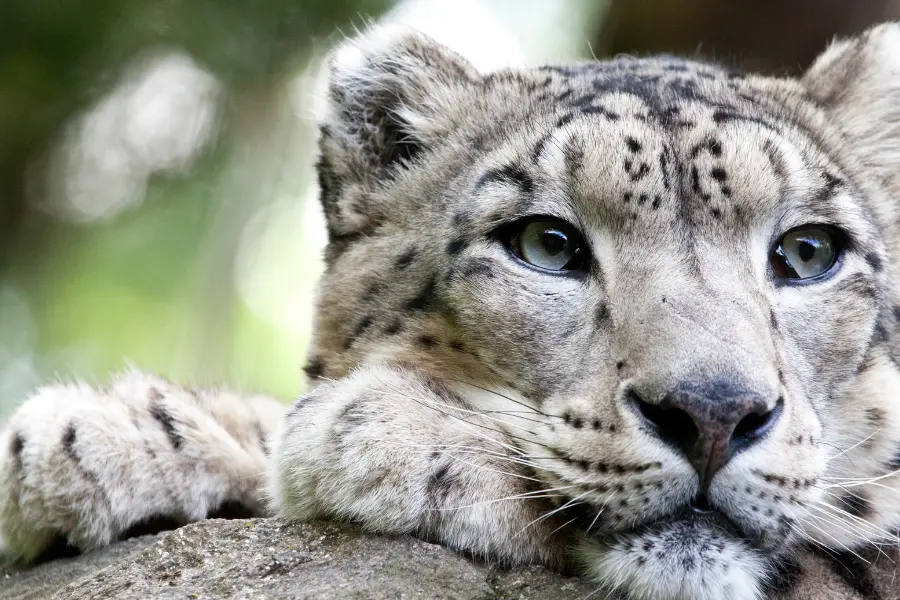 Ladakh Wildlife Tours