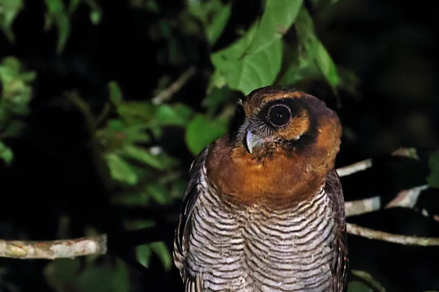Brown wood owl on top of a tree top.