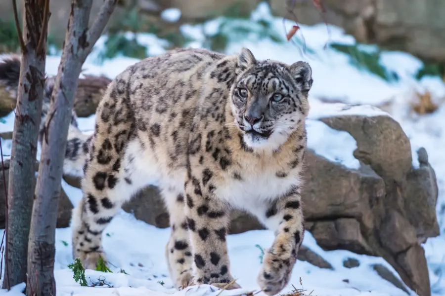 Snow Leopard Expedition