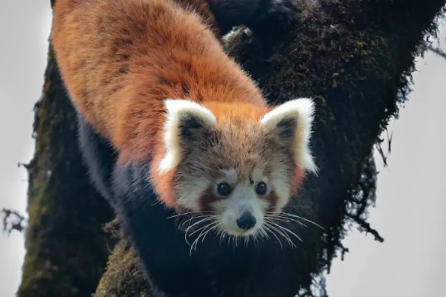 A red panda climbing down a tree, making direct eye contact with the camera, capturing a playful and engaging moment in its natural habitat.