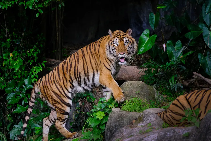 India Tiger Safari