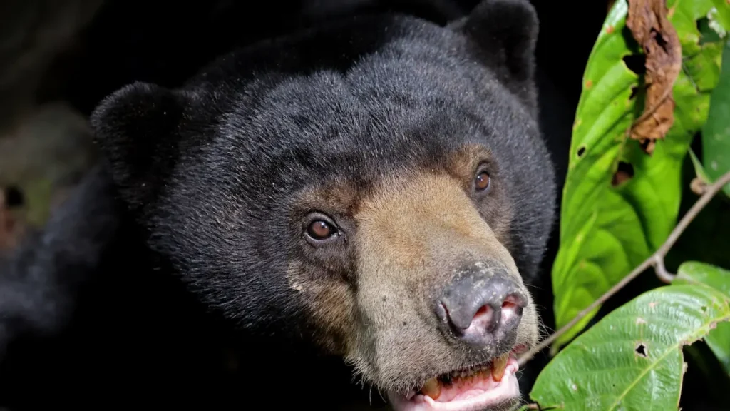 Sun Bear gazing into the camera during a safari trip in Borneo.