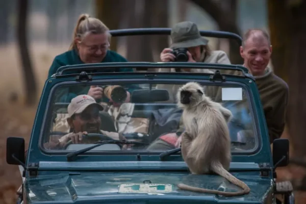 Kanha National Park: The Ultimate Jungle Adventure