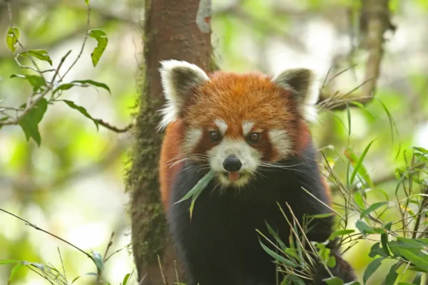 A Wildlife Enthusiast’s Guide to Red Panda Tracking in India