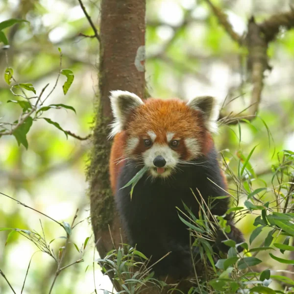 A Wildlife Enthusiast’s Guide to Red Panda Tracking in India