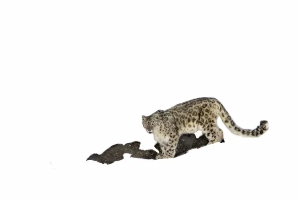 Snow Leopard Safaris: How to Plan the Ultimate Himalayan Wildlife Adventure