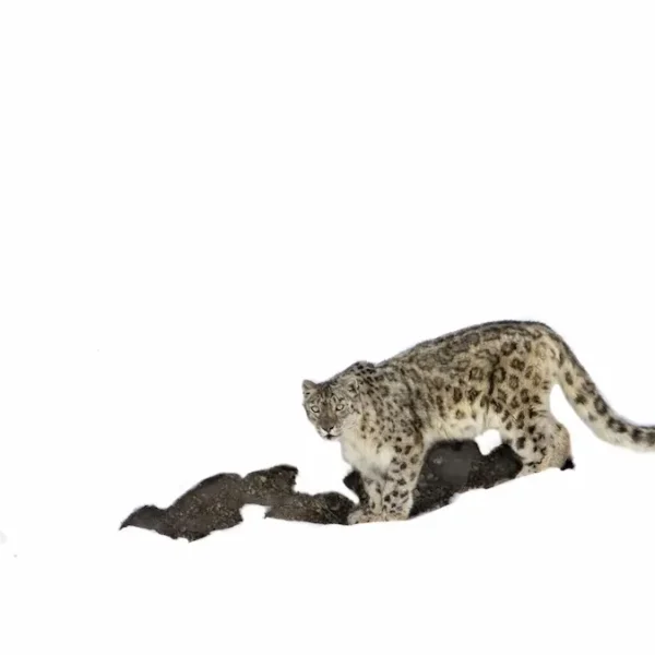 Snow Leopard Safaris: How to Plan the Ultimate Himalayan Wildlife Adventure