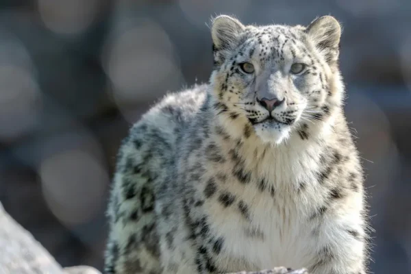 Tracking the Elusive Snow Leopard: Secrets of Spiti Valley