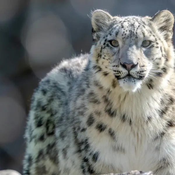 Tracking the Elusive Snow Leopard: Secrets of Spiti Valley