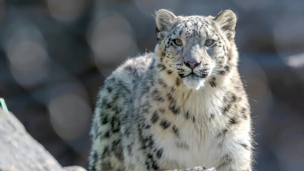 You are currently viewing Tracking the Elusive Snow Leopard: Secrets of Spiti Valley